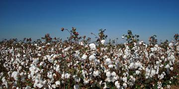 0237   -  GRÃOS FEN 2018_ fotógrafo - HECKEL JUNIOR (71) 992896829 - 09072011.JPG