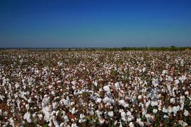 07092011  00159_ Evento algodao L E M _ Foto- Heckel Junior_.jpg