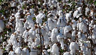 07092011  00216_ Evento algodao L E M _ Foto- Heckel Junior_.jpg