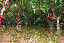 08Copyright©Heckel Junior.JPG