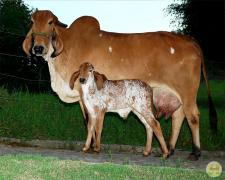 35- Bonanza com bezerro ao pe_7.JPG