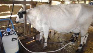 650x375_ordenha-gado-leite_1461110_0.jpg