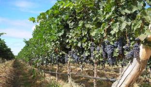 650x375_vinhedos_1440051 (1).jpg