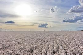 Agricultores-batem-recorde-de-algodão_imagem_plantação-de-algodão_fazenda-busato.jpg