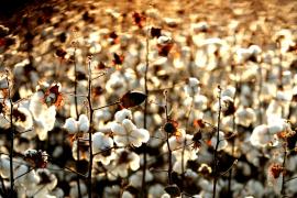 Algodão1A-Silvio Avila-Ed.Gazeta_12.jpg