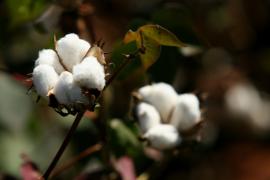 Algodão2A-Silvio Avila-Ed.Gazeta_1.jpg