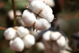 Algodão3A-Silvio Avila-Ed.Gazeta_12.jpg