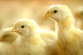 Aves1-Sílvio Ávila-Ed. Gazeta.jpg