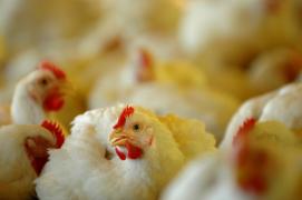 Aves4-Silvio Avila-Ed.Gazeta_4.jpg