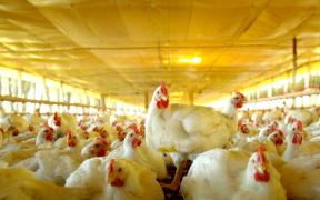 Aves5-Silvio Avila-Ed.Gazeta.jpg