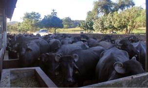 Bahia exporta bufalos para a Venezuela.jpg