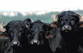 Bubalino1-Sílvio Ávila-Ed. Gazeta_0.jpg