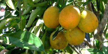 CANCRO CÍTRICO site.jpg