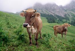 COW_02_LS0061_01_P.JPG