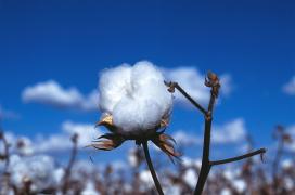 CSIRO_ScienceImage_7372_Cotton_boll.jpg