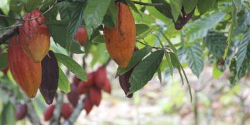 Cacau materia seplan.jpg