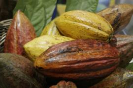 Cacau1-Manuela Cavadas.JPG