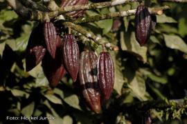 Cacau2-Heckel Júnior.JPG