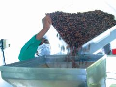 Cacau8-Manuela Cavadas.jpg