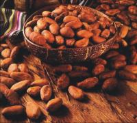 Cacau9-Manuela Cavadas_4.jpg