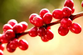 Café2 Silvio Avila.jpg