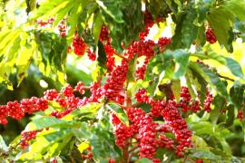 Café2-Silvio Avila-Ed.Gazeta_5.jpg