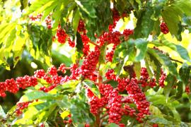 Café2-Silvio Avila-Ed.Gazeta_7.jpg