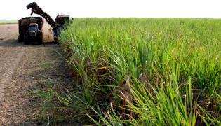 Cana-de-açúcar1-Silvio Avila-Ed.Gazeta_9.jpg