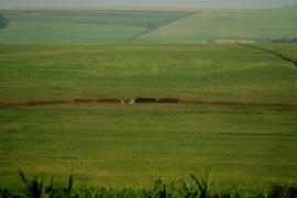 Cana-de-açúcar2-Silvio Avila-Ed.Gazeta.jpg