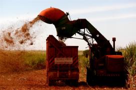 Cana-de-açúcar4-Silvio Avila-Ed.Gazeta.jpg