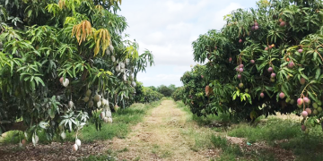 Capa da materia da manga.png