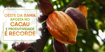 Capa matéria sobre cacau no oeste.png