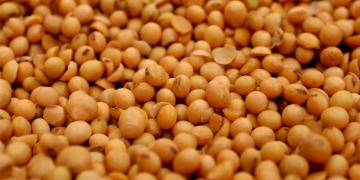 Capamateria_marco histórico na safra de grãos.jpg