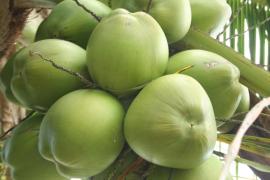 Coco  foto Aurelino Xavier_0.jpg