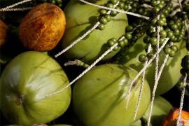 Coco-Heckel Júnior.JPG