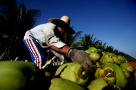 Coco1-Silvio Avila-Ed.Gazeta.jpg