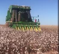 Colheita algodão.jpg