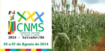 Congresso debaterá as culturas do milho e do sorgo.jpeg