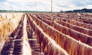 Digitalizar0031-Sisal-Acervo Biblioteca.jpg