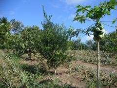 EBDA participa de Seminário de Agroecologia em Brasília.jpg