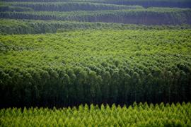 Eucalipto1-Sílvio Ávila-Ed. Gazeta.jpg