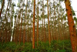 Eucalipto3-Silvio Avila-Ed.Gazeta.jpg