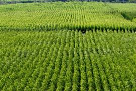 Eucalipto4-Silvio Avila-Ed.Gazeta.jpg