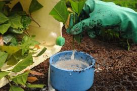 Experimento do cacau - Foto Antônio Carlos (11).JPG