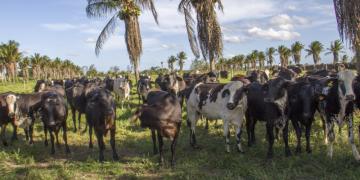 Extremo sul da bahia 007.jpg