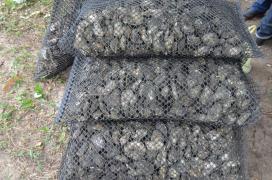 Festa da Ostra2510.JPG