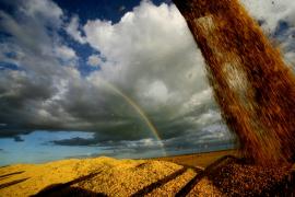 Grãos-Sílvio Ávila_17.jpg