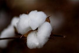 Heckel Jr. Algodao 01.JPG