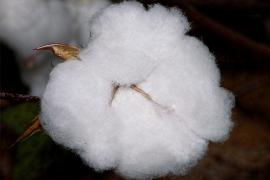 Heckel Jr. Algodao 02_1.JPG