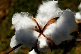 Heckel Jr. Algodao 03_8.JPG